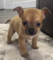 Eloise‘s girl 🌺, a female Chihuahua for sale in Mulberry, FL – 5 of 10