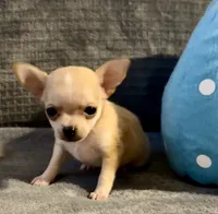 Bears boy , a male Chihuahua for sale in Mulberry, FL – 2 of 7