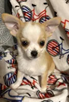 Milo, a male Chihuahua for sale in Mulberry, FL – 5 of 10
