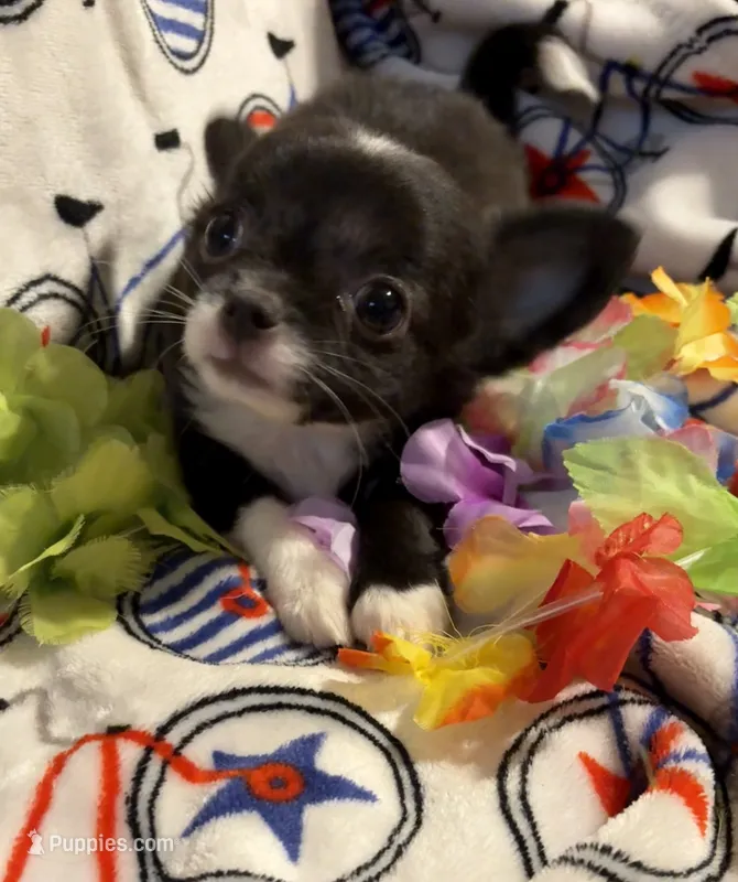 Rosemary’s LC girl 💕 – Chihuahua puppy for sale in Mulberry, FL