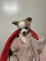 Milo ⚾️, a male Chihuahua for sale in Mulberry, FL – 1 of 9