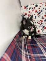 Rosemarys long coat, girl💕, a female Chihuahua for sale in Mulberry, FL – 5 of 5