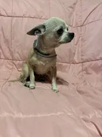 Beautiful Maisie, a female Chihuahua for sale in Mulberry, FL – 5 of 5