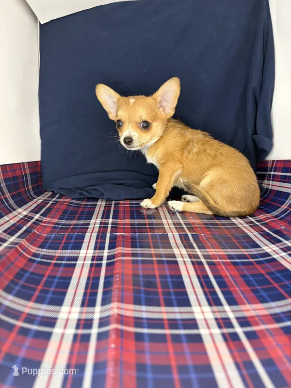 Alice’s boy 🦕 – Chihuahua puppy for sale in Mulberry, FL