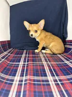 Alice’s boy 🦕, a male Chihuahua for sale in Mulberry, FL – 1 of 6