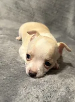 Cutie 🥎🥎🥎, a male Chihuahua for sale in Mulberry, FL – 5 of 7