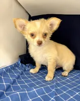 Noel’s fawn LC, a male Chihuahua for sale in Mulberry, FL – 4 of 4