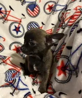 Meeka’s boy🦋, a male Chihuahua for sale in Mulberry, FL – 2 of 6