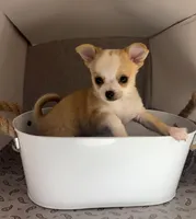 Milo ⚾️, a male Chihuahua for sale in Mulberry, FL – 9 of 10