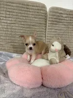Bears pretty girl 👠, a female Chihuahua for sale in Mulberry, FL – 6 of 6