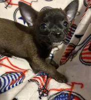 Meeka’s boy🦋, a male Chihuahua for sale in Mulberry, FL – 5 of 6