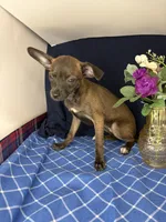 Alice’s girl 🌼, a female Chihuahua for sale in Mulberry, FL – 1 of 4