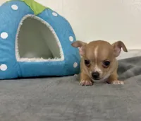 Petunia’s boy, a male Chihuahua for sale in Mulberry, FL – 4 of 5