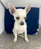 Pippin Boy🧢, a male Chihuahua for sale in Mulberry, FL – 4 of 4