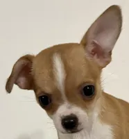 Amelia‘s girl💕💕, a female Chihuahua for sale in Mulberry, FL – Photo 7 of 7