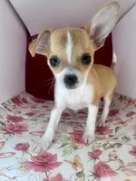 Amelia‘s girl💕💕, a female Chihuahua for sale in Mulberry, FL – Photo 3 of 7