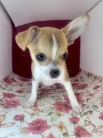 Amelia‘s girl💕💕, a female Chihuahua for sale in Mulberry, FL – Photo 1 of 7