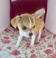 Amelia‘s girl💕💕, a female Chihuahua for sale in Mulberry, FL – Photo 2 of 7