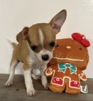 Amelia‘s girl💕💕, a female Chihuahua for sale in Mulberry, FL – Photo 5 of 7