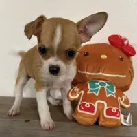 Amelia‘s girl💕💕, a female Chihuahua for sale in Mulberry, FL – Photo 4 of 7