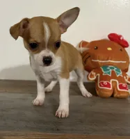 Amelia‘s girl💕💕, a female Chihuahua for sale in Mulberry, FL – Photo 6 of 7