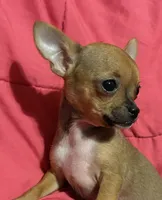 Bears girl 💛, a female Chihuahua for sale in Mulberry, FL – 5 of 10