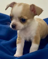 Eloise Boy 🏀, a male Chihuahua for sale in Mulberry, FL – 4 of 9