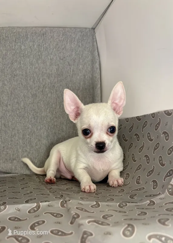 Elinor boy 💙💙 – Chihuahua puppy for sale in Mulberry, FL
