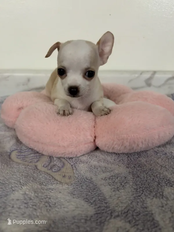 Petunia Girl💕 – Chihuahua puppy for sale in Mulberry, FL