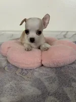 Petunia Girl💕, a female Chihuahua for sale in Mulberry, FL – 1 of 5