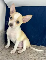 Sweet boy 🥎 P, a male Chihuahua for sale in Mulberry, FL – 1 of 4