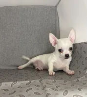 Elinor boy 💙💙, a male Chihuahua for sale in Mulberry, FL – 2 of 4