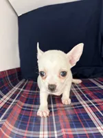 Pippin Boy🧢, a male Chihuahua for sale in Mulberry, FL – 5 of 5