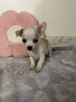 Petunia Girl💕, a female Chihuahua for sale in Mulberry, FL – 5 of 5
