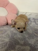 Petunia Girl💕💕, a female Chihuahua for sale in Mulberry, FL – 4 of 6