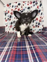 Rosemary’s LC girl 💕, a female Chihuahua for sale in Mulberry, FL – 3 of 3