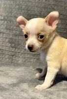 Silly man 🥎🥎🥎🥎, a male Chihuahua for sale in Mulberry, FL – 2 of 6