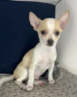 Sweet boy 🥎 P, a male Chihuahua for sale in Mulberry, FL – 2 of 4