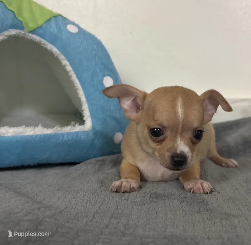 Petunia’s boy – Chihuahua puppy for sale in Mulberry, FL