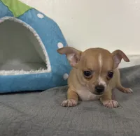 Petunia’s boy, a male Chihuahua for sale in Mulberry, FL – 1 of 5