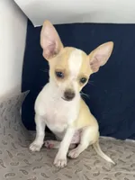 Sweet boy 🥎 P, a male Chihuahua for sale in Mulberry, FL – 3 of 4
