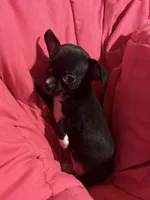 Meeka’s  girl 🌸, a female Chihuahua for sale in Mulberry, FL – 6 of 7