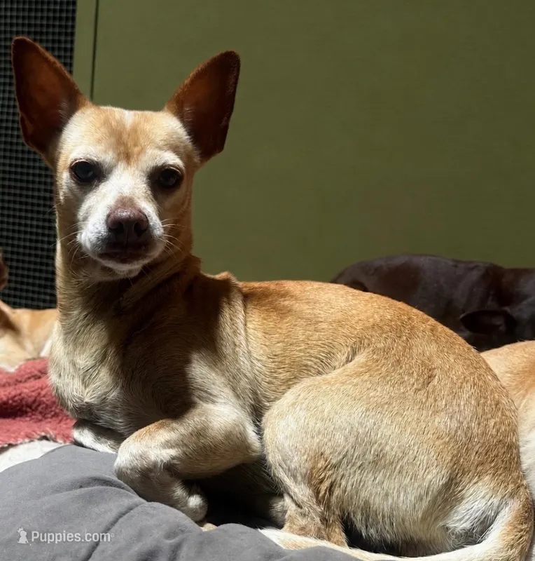 Lindy  – Chihuahua puppy for sale in Mulberry, FL