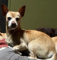 Lindy , a female Chihuahua for sale in Mulberry, FL – 1 of 4