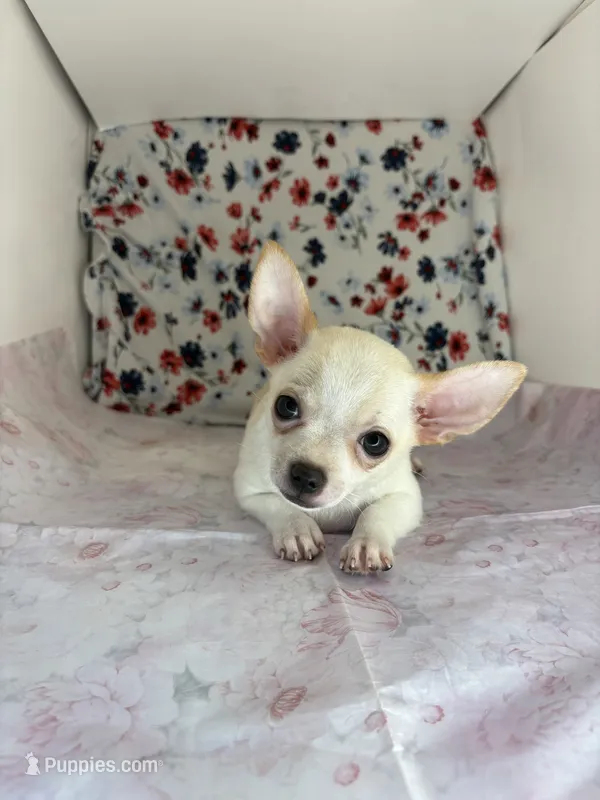 Pippins girl 🌸 – Chihuahua puppy for sale in Mulberry, FL