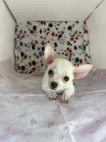 Pippins girl 🌸, a female Chihuahua for sale in Mulberry, FL – 1 of 5