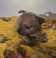 Eloise‘s girl 🌺, a female Chihuahua for sale in Mulberry, FL – 10 of 10