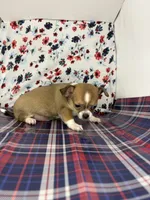 Pippins girl🌸, a female Chihuahua for sale in Mulberry, FL – 5 of 5