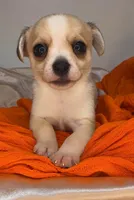 Alice’s boy🏀🏀, a male Chihuahua for sale in Mulberry, FL – 2 of 4
