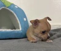 Petunia’s boy, a male Chihuahua for sale in Mulberry, FL – 3 of 5